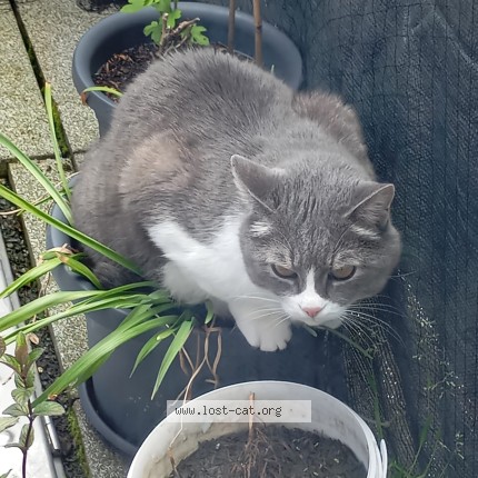 Photo of a cat found in Lohmar