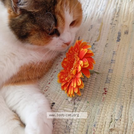 Foto einer verlorenen Katze in Lohmar