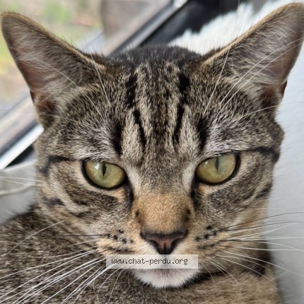 Foto 1/5 Kyo Kat vermist in Liege