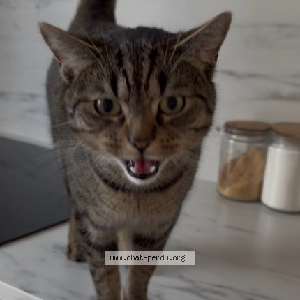 Foto 2/5 Kyo Kat vermist in Liege