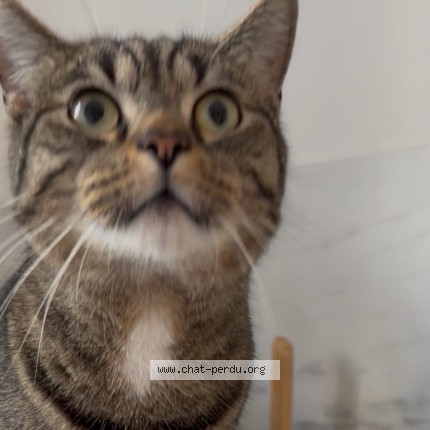 Foto 3/5 Kyo Kat vermist in Liege