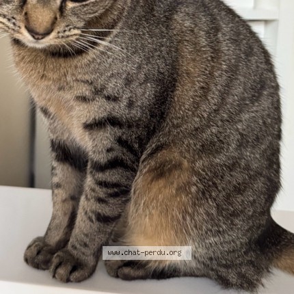 Foto 4/5 Kyo Kat vermist in Liege