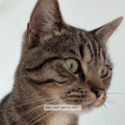 Foto 5/5 Kyo Kat vermist in Liege