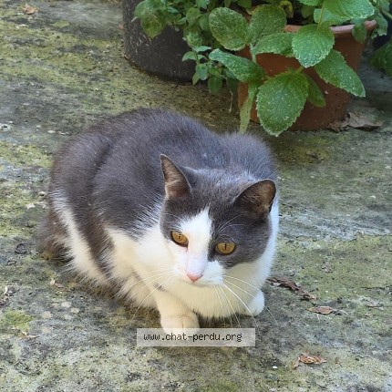 Photo of a cat found in Esquelbecq