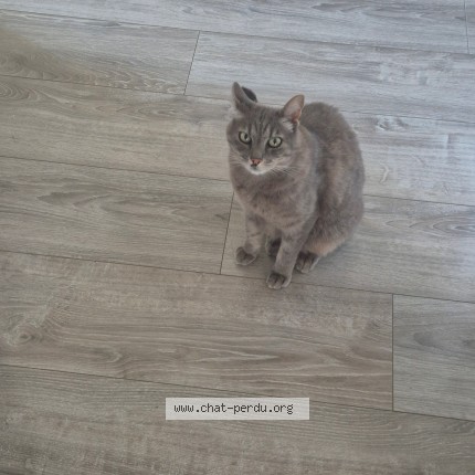 Photo of a cat found in St Etienne De Crossey