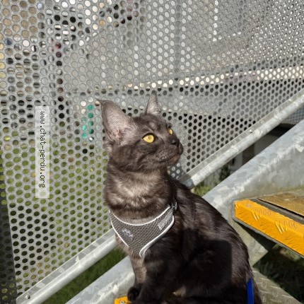 Photo of a cat found in La Chapelle Neuve