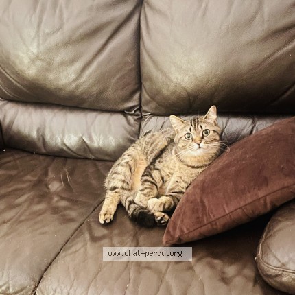 Foto 1/1 pasha Kat vermist in Bruxelles