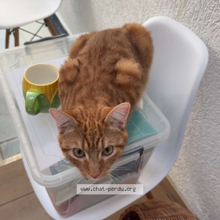 Foto 1/1 Kat teruggevonden Vermist in Montigny Le Tilleul