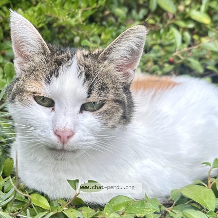 Foto 1/1 Capucine Katze verloren in Lausanne Chemin Du Ravin