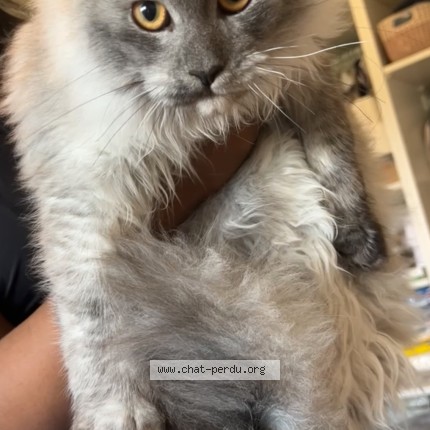 Photo of a cat found in Castres