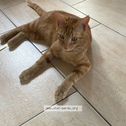 Foto 1/1 Björn Katze verloren in Cudrefin