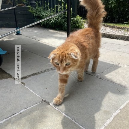 Picture of cat found at Boulogne Billancourt