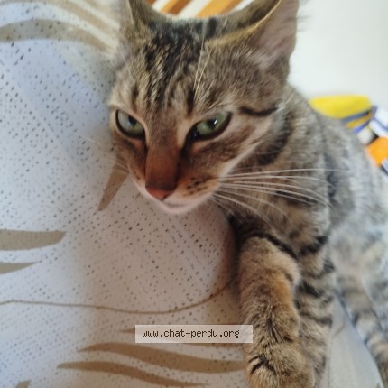 Foto 1/1 Kat gevonden Gevonden in Namur