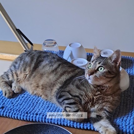 Photo of a cat found in Morlaas