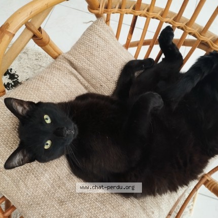 Photo of a cat found in Quimper