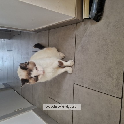 Foto 1/1 Kat gevonden Gevonden in Ans