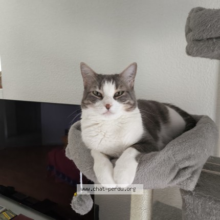 Photo of a cat found in Toulouse