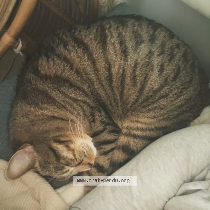 Foto 1/2 MAO Kat vermist in Jambes