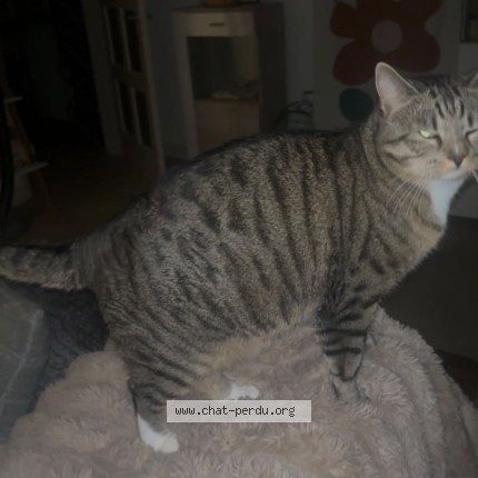 Foto 2/2 MAO Kat vermist in Jambes
