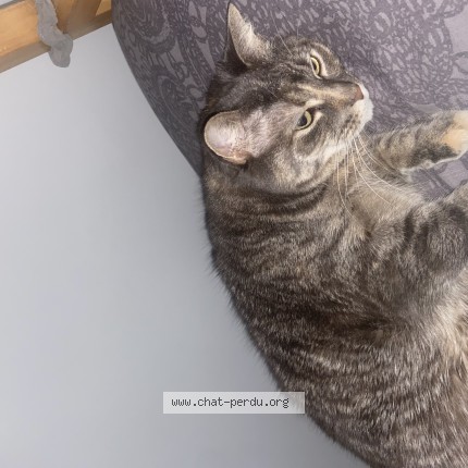 Photo 1/1 maggie Cat lost in Montreal