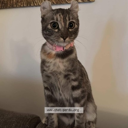 Photo of a cat found in Talence