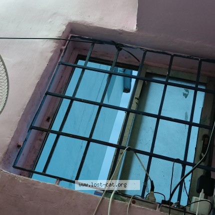 Photo 1/1 Achu Cat lost in Chennai