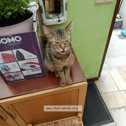 Foto 1/1 Kat gevonden Gevonden in Namur