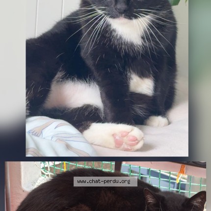Foto 1/1 Kiara Kat vermist in Laeken