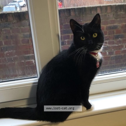 Photo 1/1 Pharrell Cat lost in Ewell