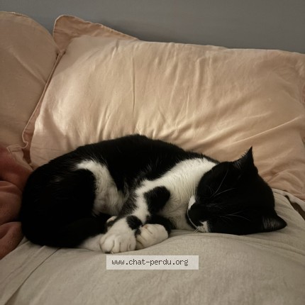 Photo of a cat found in Miserieux