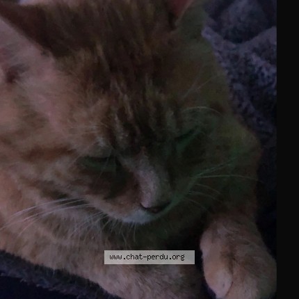 Photo of a cat found in Haute Avesnes