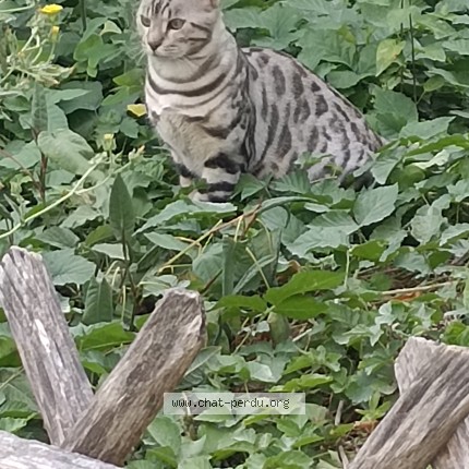 Photo of a cat found in Paris
