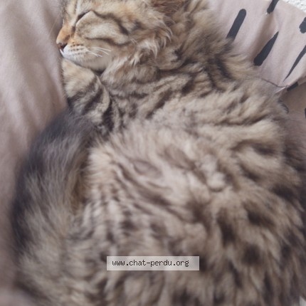 Photo of a cat found in Nancy