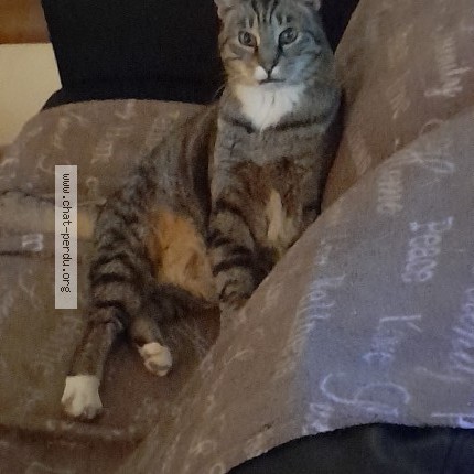 Foto 2/3 Guizmo Kat vermist in Falisolle