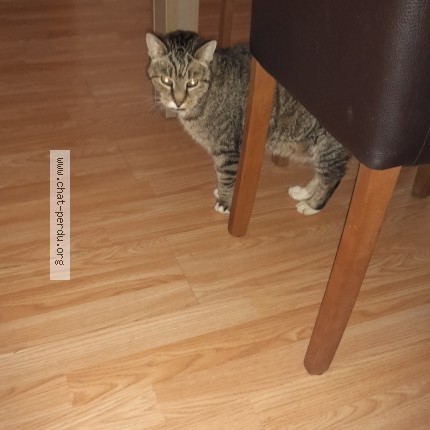 Foto 3/3 Guizmo Kat vermist in Falisolle