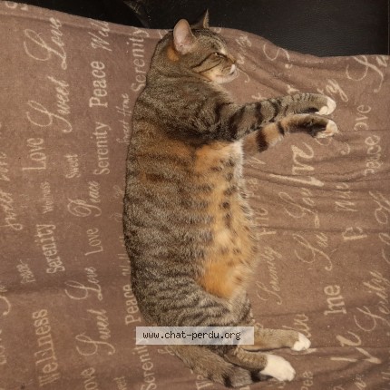 Foto 3/5 Guismo Kat vermist in Falisolle