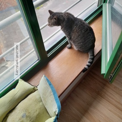 Foto 5/5 Guismo Kat vermist in Falisolle