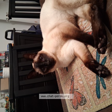 Photo 1/1 Princesse Cat lost in Montreal