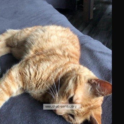 Photo of a cat reunited in Haute Avesnes