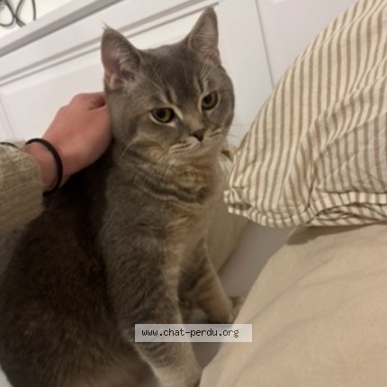 Foto 1/1 Zak Gatto smarrito a Domdidier