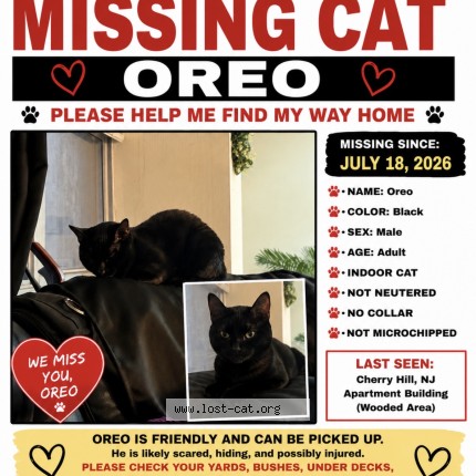 Photo 1/1 oreo Cat lost in Cherry Hill