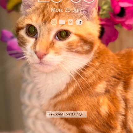 Foto 1/1 Kim Kat vermist in Ixelles