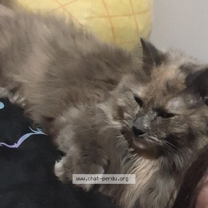 Photo 1/1 Reunited cat Lost in Greenfild Park