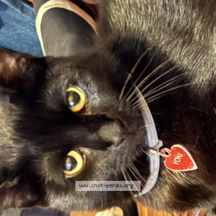 Foto van vermiste kat in Leeuw Saint Pierre