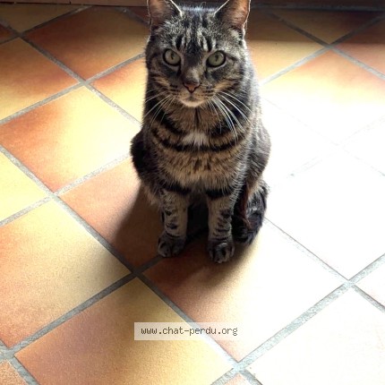 Photo of a cat found in Jouarre