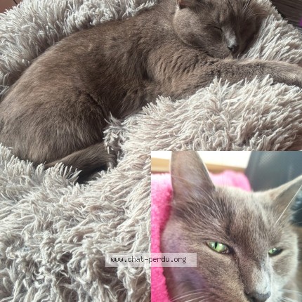 Foto 1/1 Kat teruggevonden Vermist in Dilbeek