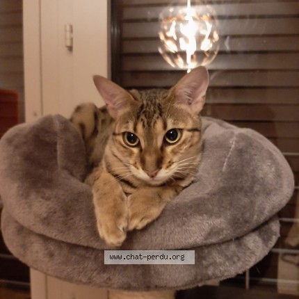 Foto 1/1 Nooroo Katze verloren in Geneve