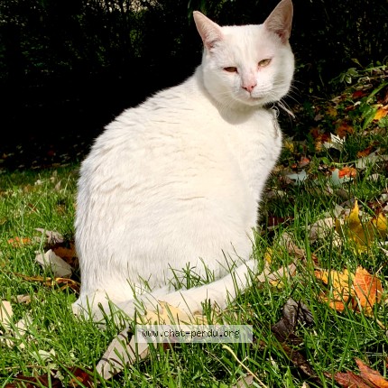 Photo 1/1 rambo Cat lost in Ste Helene De Bagot
