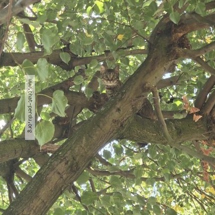 Foto 1/2 Kat gevonden Gevonden in Evere