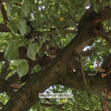 Foto 2/2 Kat gevonden Gevonden in Evere